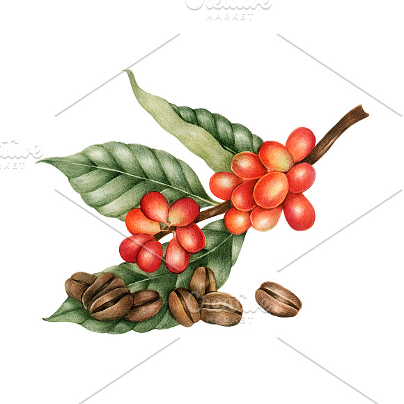 Illustration Of Coffee Beans
