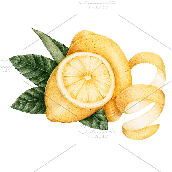 Illustration Drawing Style Of Lemon