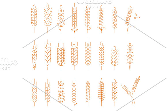 Wheat Rye And Barley