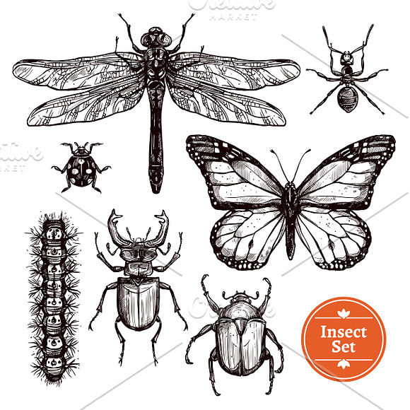 Hand Drawn Different Insects Set