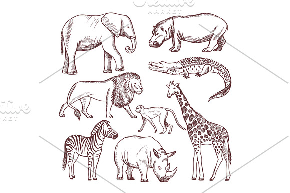 Different Animals Of Savana And Africa