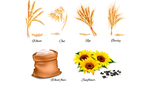 Ears Of Wheat Oat Rye Sunflower