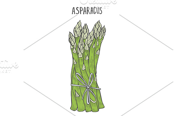 Hand Drawn Asparagus