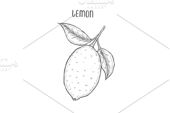 Lemon Set Hand Drawn