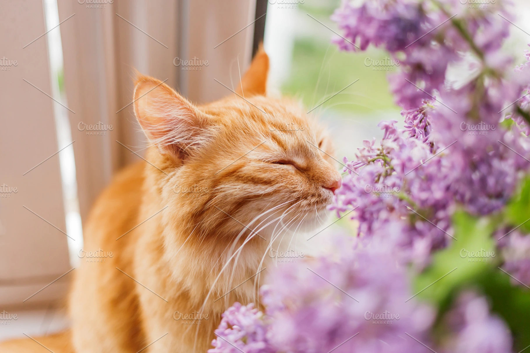 Cute cat smelling lilac flowers Animal Photos Creative Market