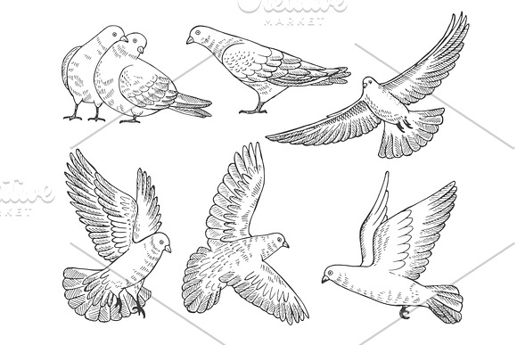 Hand Drawn Pictures Of Pigeons At Different Poses