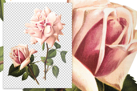 Florals: Abel Chatenay Rose in Illustrations - product preview 1
