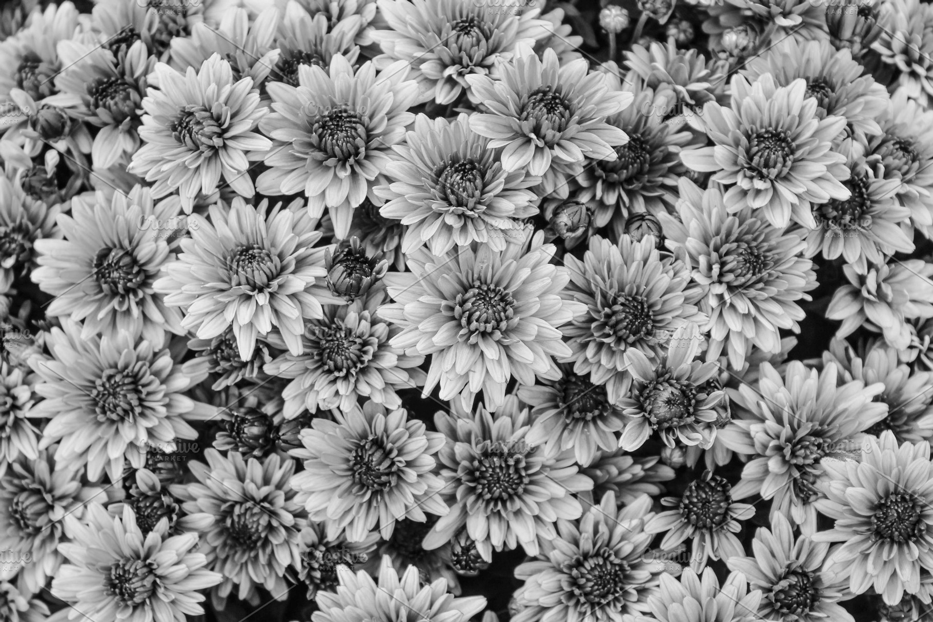 Chrysantemum Background Black White