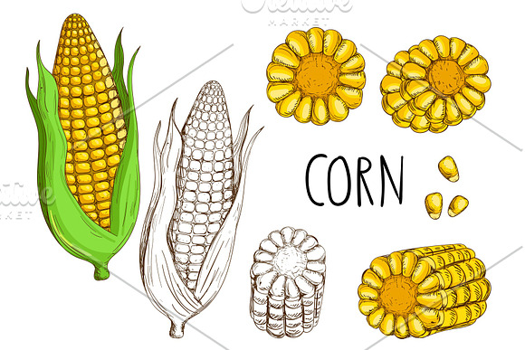 Corn Isolated On White Background