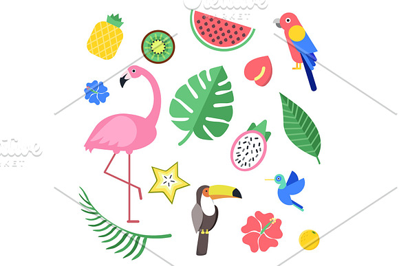Flowers And Tropical Exotic Fruits And Birds Vector Illustrations Isolate