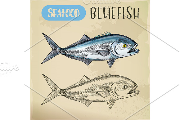 Seafood Sketch Of Bluefish Sign