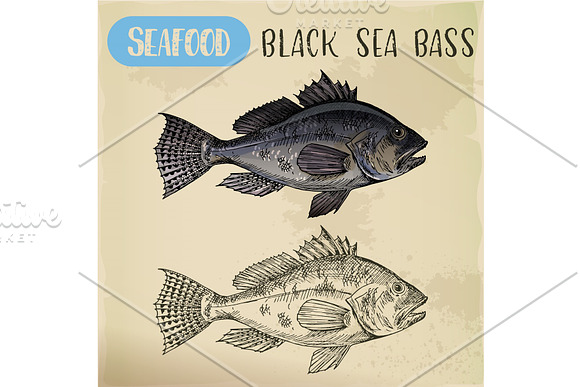 Sketch Of Black Sea Bass Or Bigmouth For Signboard