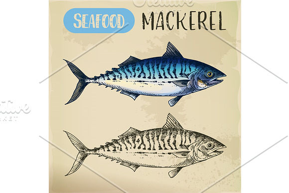 Mackerel Hand Drawn Signboard For Fish Store