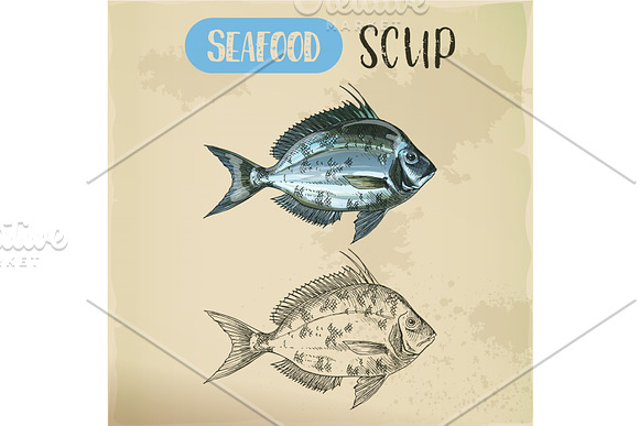Side View On Scup Or Porgy Fish Seafood Sketch