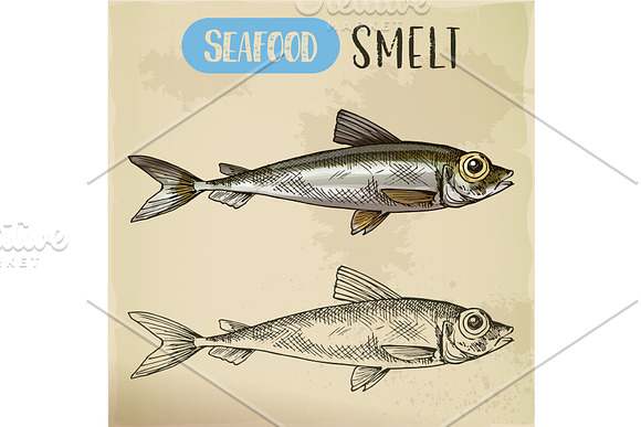 Smelt Or Freshwater Fish Side View Sketch