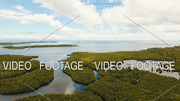 Mangrove Forest In Asia Philippines Siargao Island