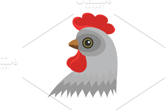 Color Image Head Of Chicken