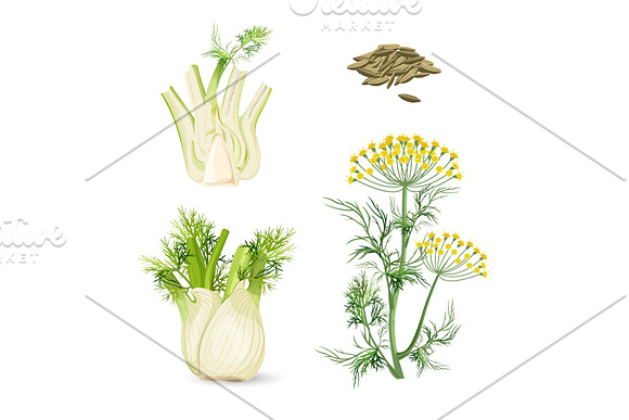 Fennel Flowering Plant Perennial Herb With Yellow Flowers Feathery Leaves