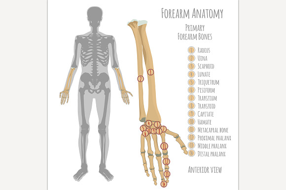 Male Forearm Bones Anatomy