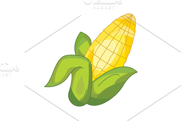 Color Vector Illustration Corn