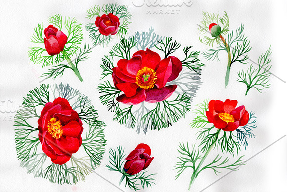 Bloom Red Roses Watercolor PNG Set