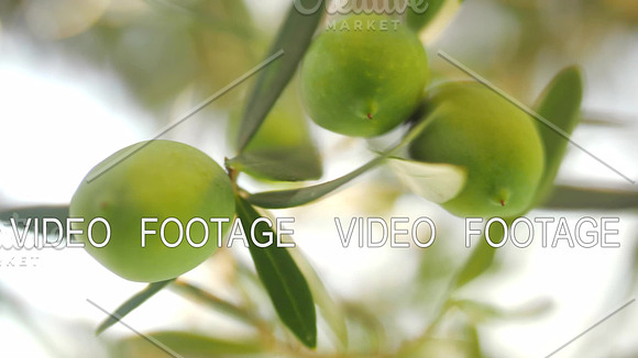 Tree Branch With Green Olives