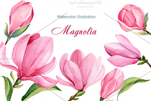 Pink Magnolia Watercolor