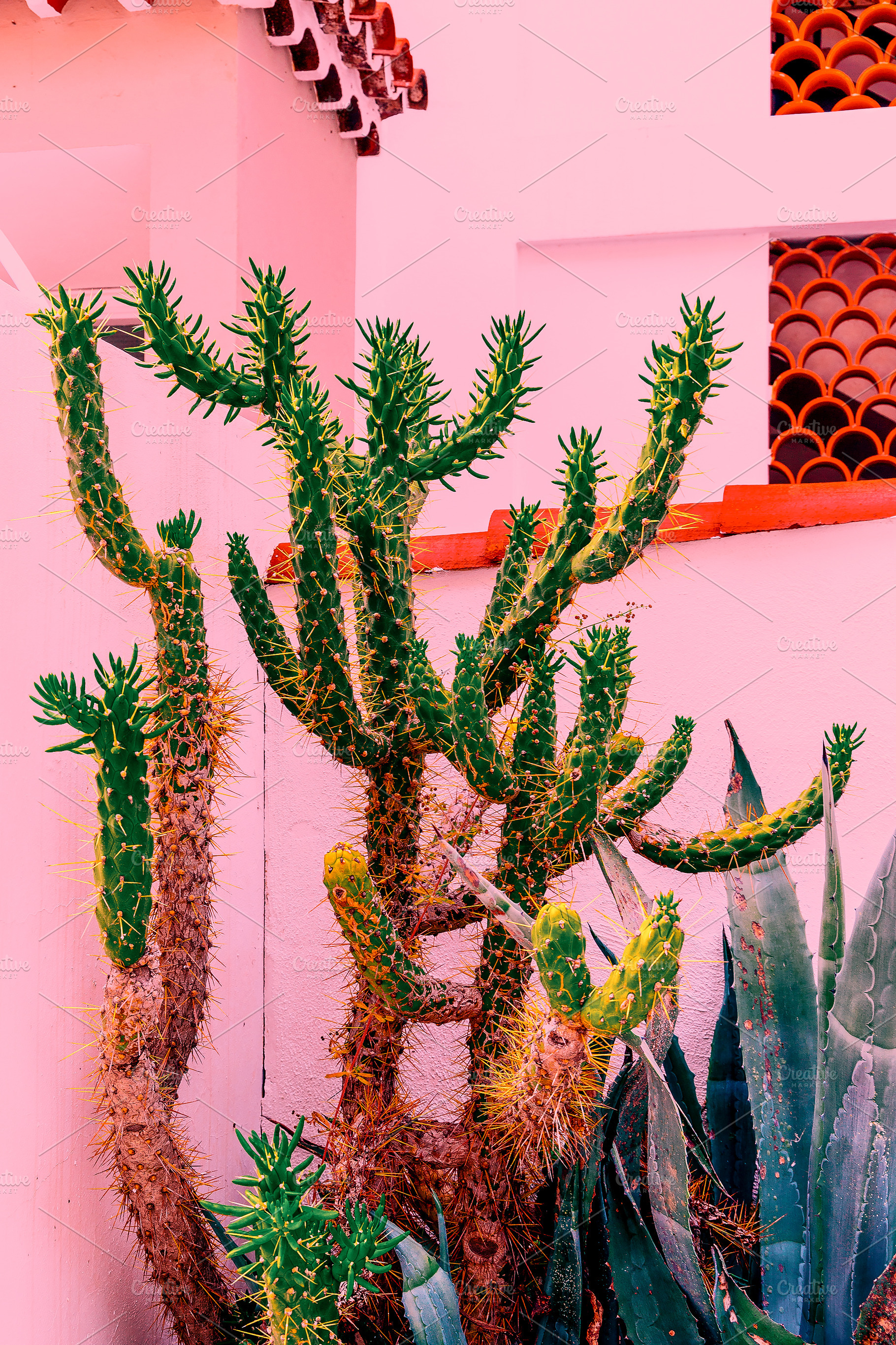 Cacti on pink. Plants on pink concep ~ Beauty & Fashion Photos ...