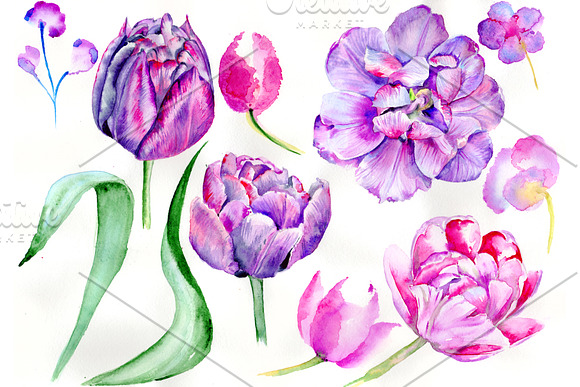 Delicate Purple Tulip PNG Watercolor