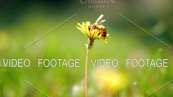 Honey Bee Gathering Blossom Dust On Dandelion