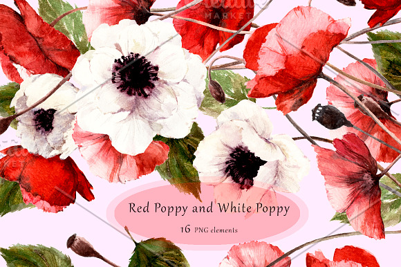 Red Poppy And White Poppy