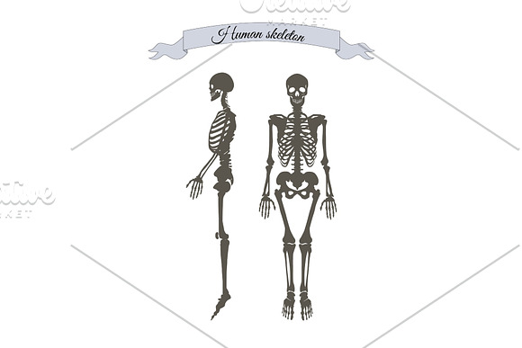 Human Skeleton System Banner Vector Illustration