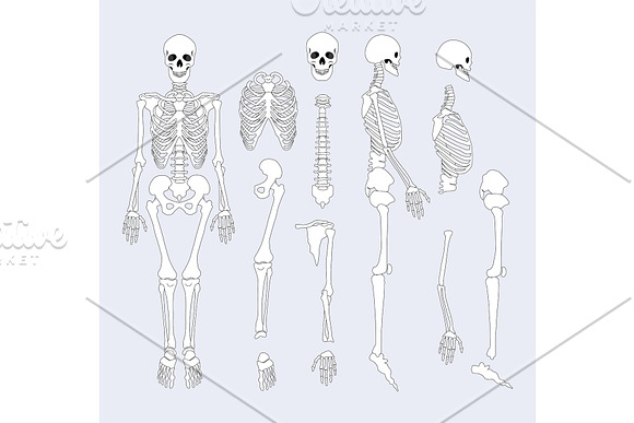 Human Skeletal System Parts Vector Illustration