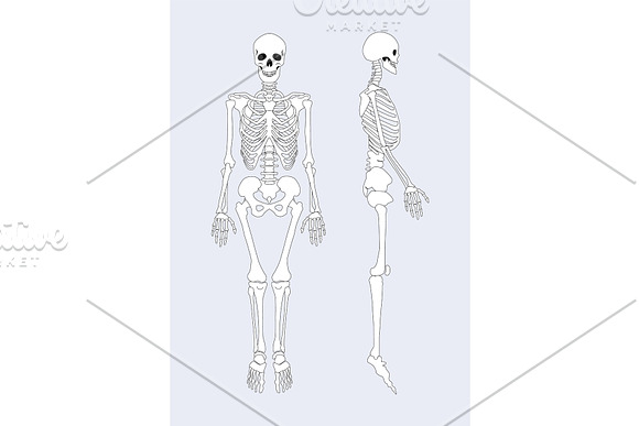 Skeletal System Of Human Body Vector Illustration