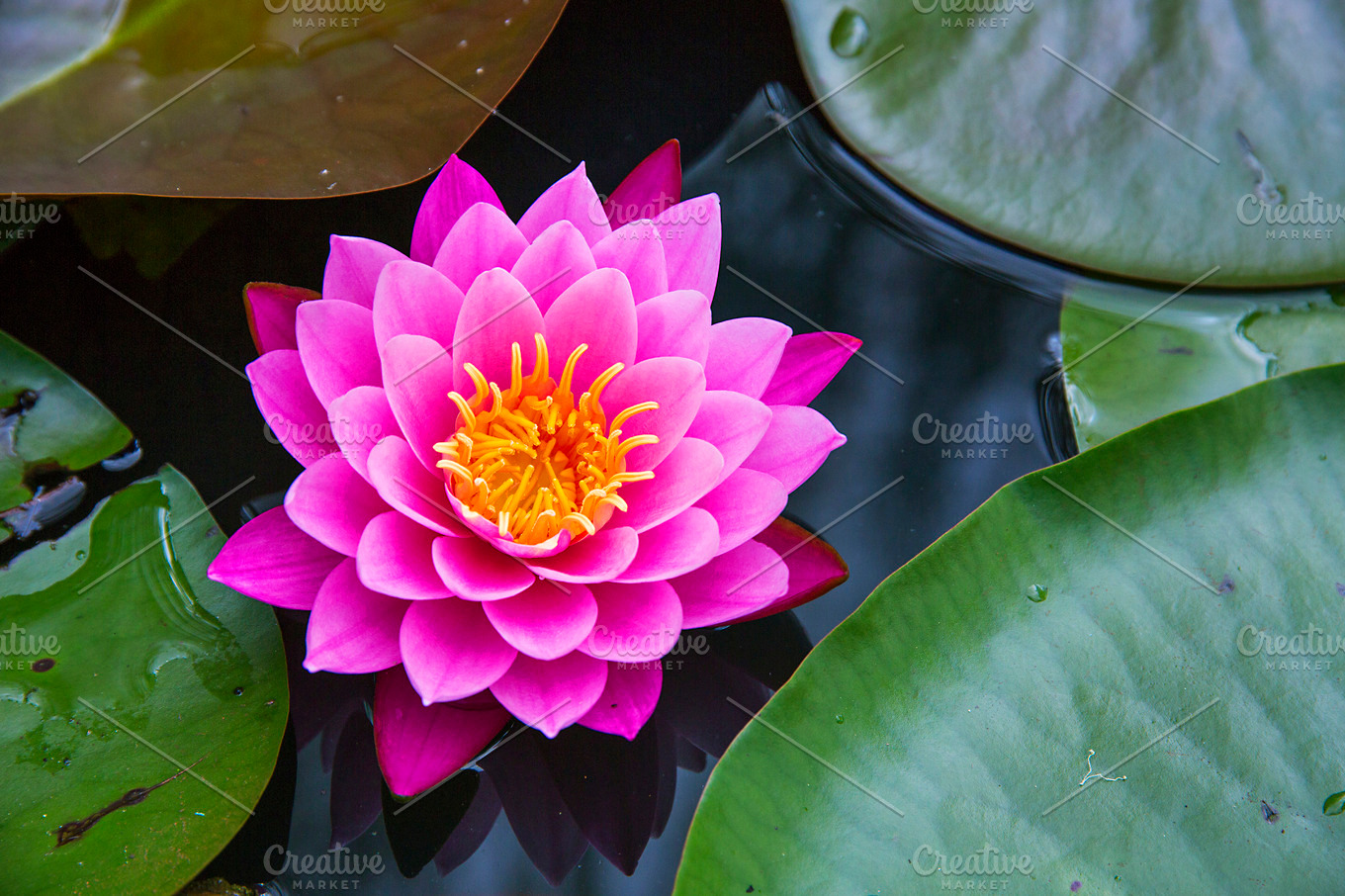 Hot Pink and Yellow Lotus Flower ~ Nature Photos ...