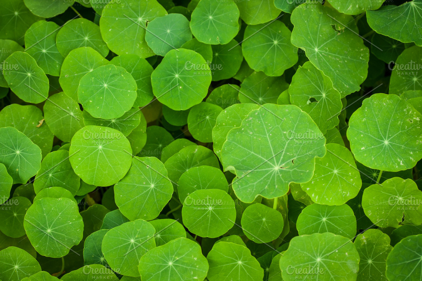 Green Round Leaves ~ Nature Photos ~ Creative Market
