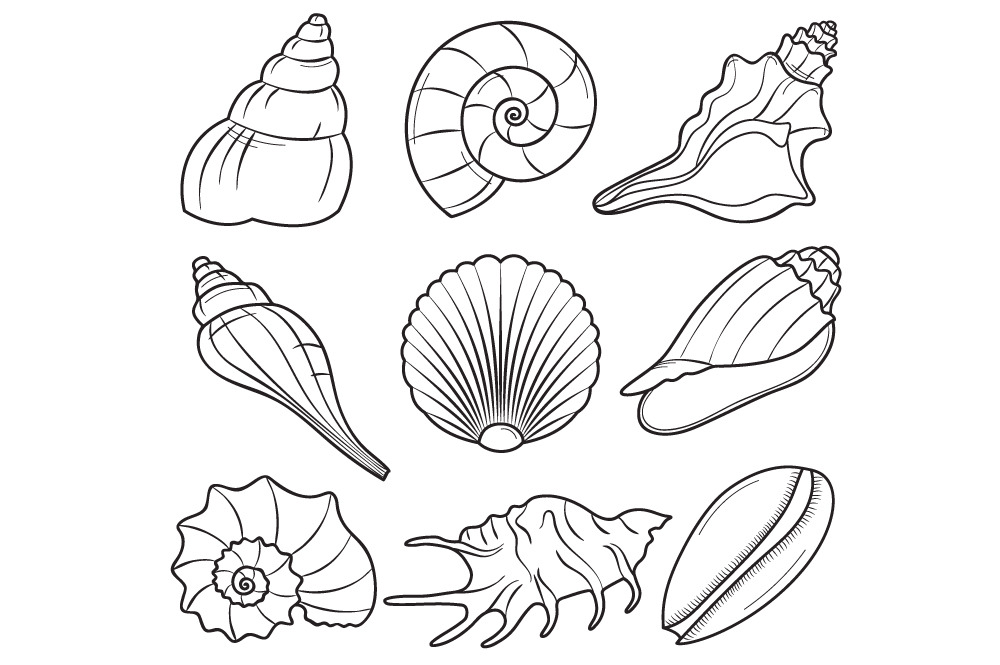 seashells-illustrations-creative-market