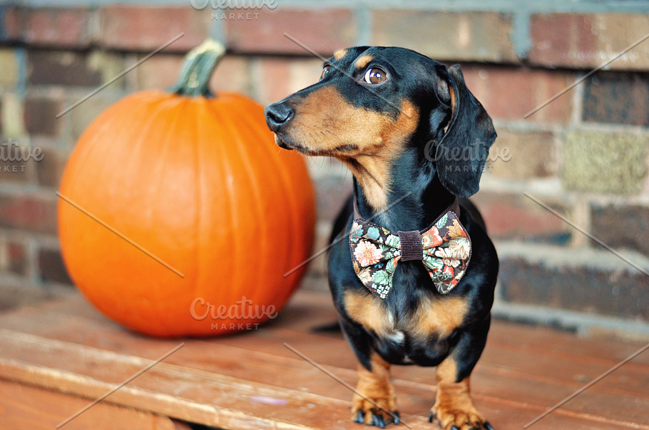 Image result for picture of dachshund and pumpkin