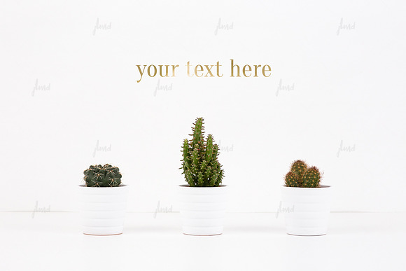 Download Cacti on white, photo-based mockup ♥