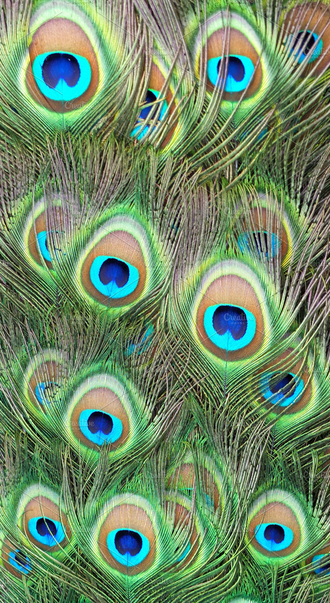 Peacock Feathers by Kyra62442 on DeviantArt